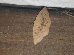 Cyclophora lennigiaria