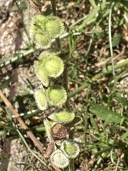 Cynoglossum columnae