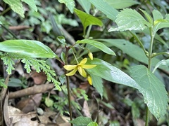 Lysimachia ardisioides
