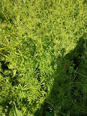 Galium aparine