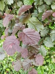Corylus avellana