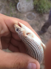Plestiodon obsoletus