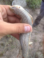 Plestiodon obsoletus