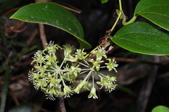 Smilax ocreata