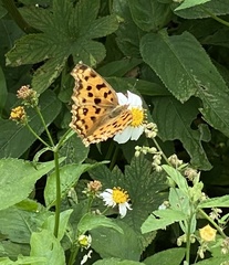 Polygonia c-aureum lunulata