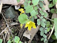 Lysimachia nigropunctata