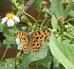 Polygonia c-aureum lunulata