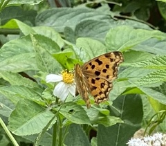 Polygonia c-aureum lunulata