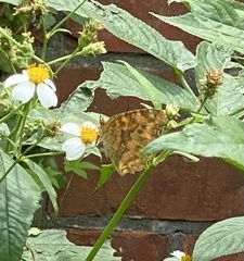 Polygonia c-aureum lunulata