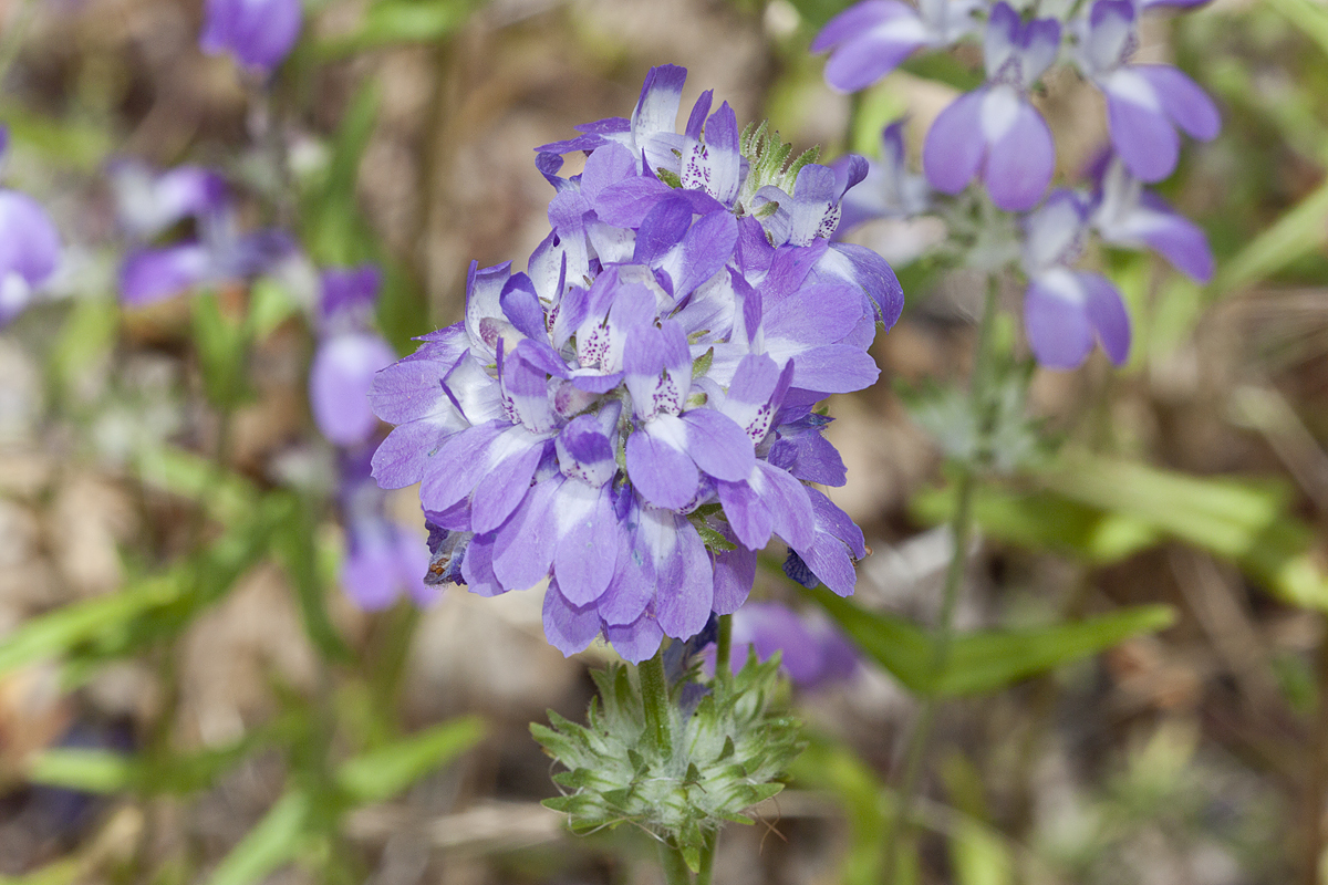 Collinsia concolor