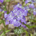 Collinsia concolor - Photo (c) Bill Bouton,  זכויות יוצרים חלקיות (CC BY-NC-ND)