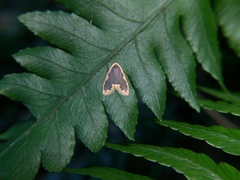 Diduga nantouensis