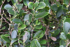Suregada aequorea