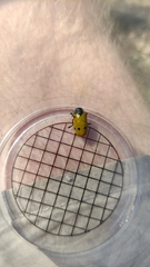 Lachnaia sexpunctata