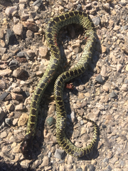 Lampropeltis splendida
