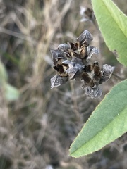 Melhania forbesii