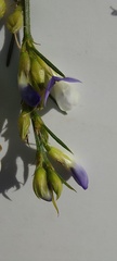 Psoralea filifolia