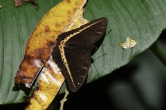 Lexias panopus