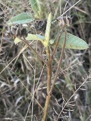 Melhania forbesii