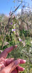 Psoralea filifolia