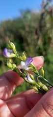 Psoralea filifolia