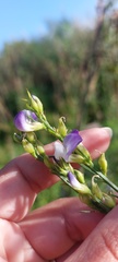 Psoralea filifolia