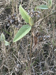 Melhania forbesii