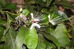 Capparis micracantha