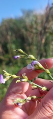 Psoralea filifolia