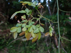 Ventilago elegans