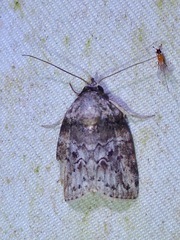 Garella