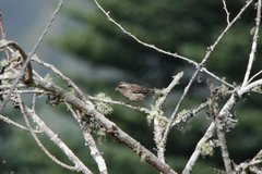 Carpodacus verreauxii