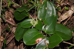 Smilax ocreata