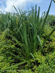 Pandanus odorifer