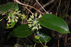 Smilax ocreata