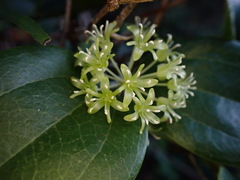 Smilax ocreata
