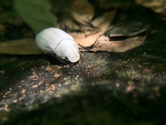Cyphochilus crataceus