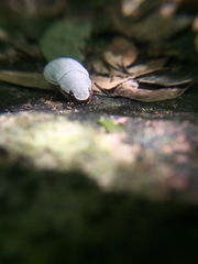 Cyphochilus crataceus