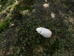 Cyphochilus crataceus