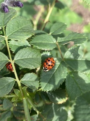 Harmonia axyridis