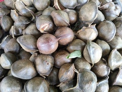 Archidendron jiringa