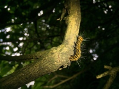 Chelonomorpha formosana