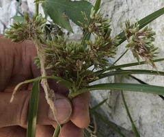 Cyperus ochraceus