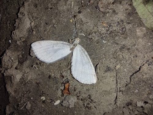 listnatka (Cabera)