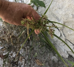 Cyperus ochraceus