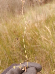 Galium trilobum
