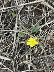 Corchorus asplenifolius