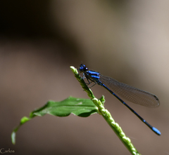 Argia oculata