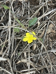 Corchorus asplenifolius