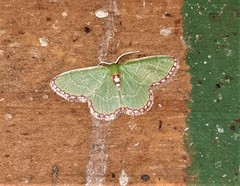 Allochrostes impunctata